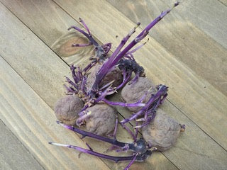 Potato (Early-Season) - Jester (Organic rounds) - SeedsNow.com - Potato Seed