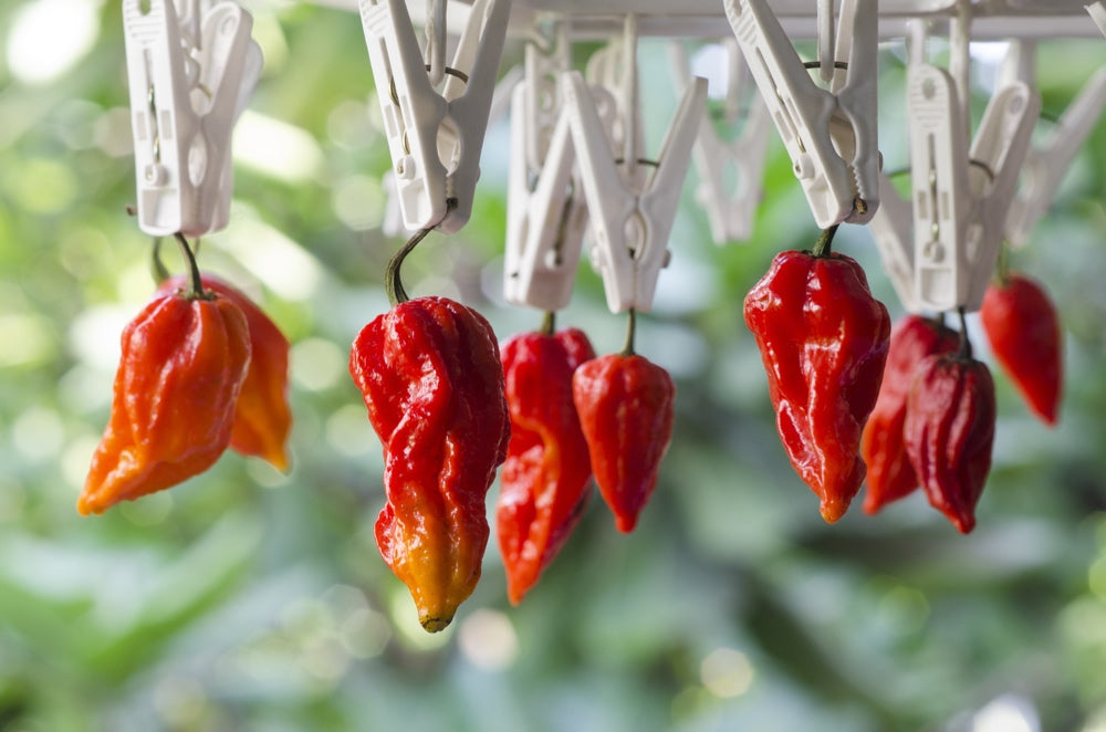 *NEW!* WORLD'S HOTTEST PEPPERS! πΆοΈπ₯π₯΅ Variety Pack