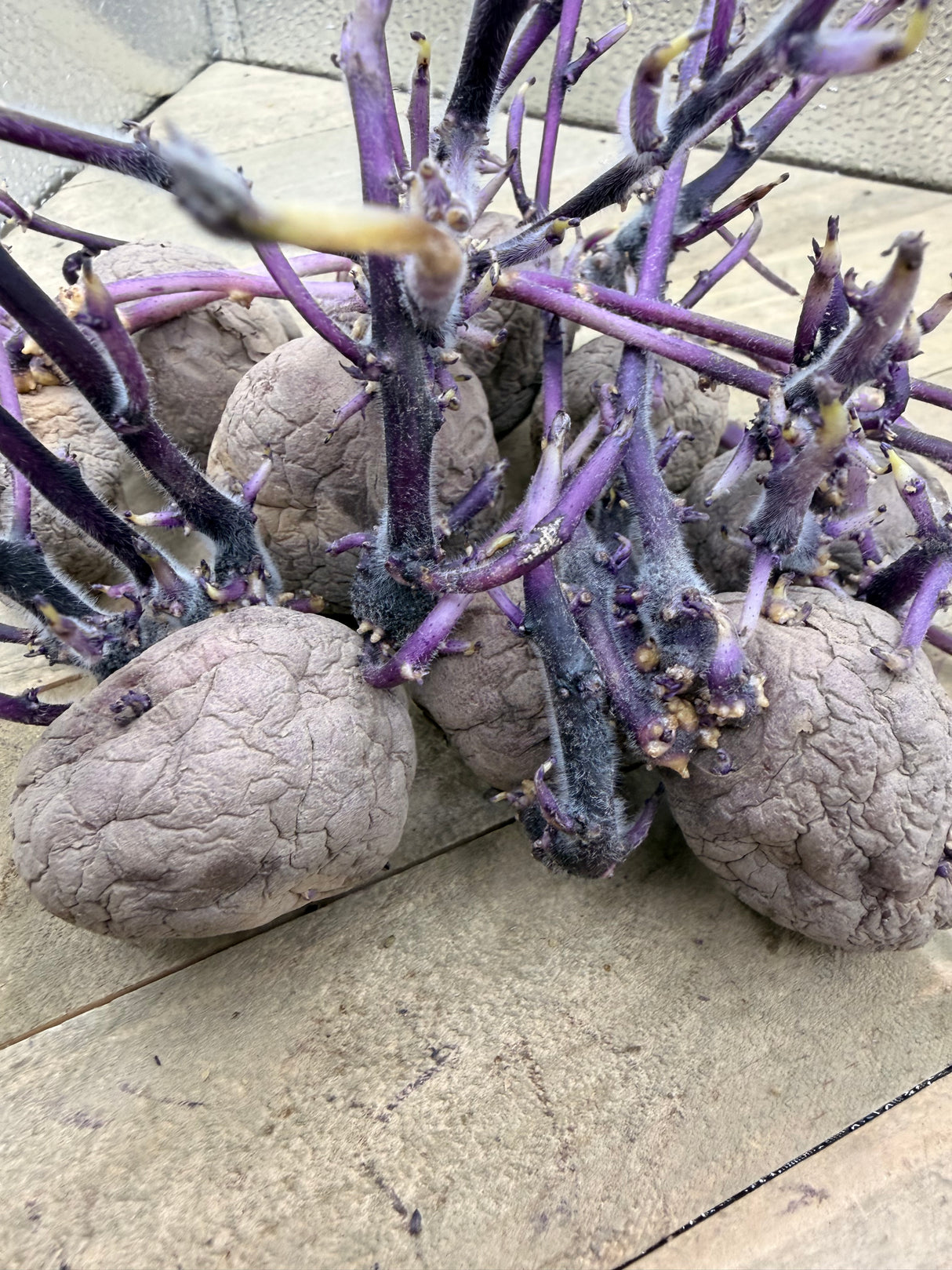 Potato (Early-Season) - Jester (Organic rounds) - SeedsNow.com - Potato Seed