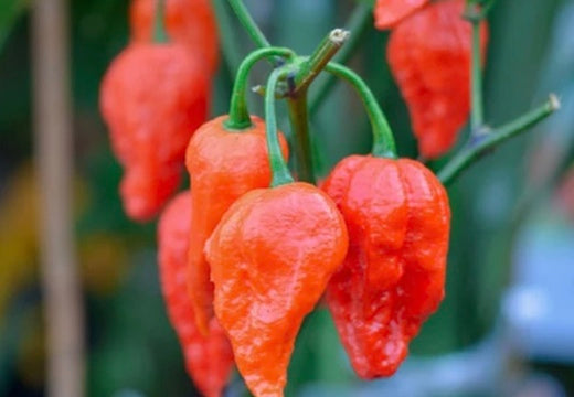 *NEW!* WORLD'S HOTTEST PEPPERS! πΆοΈπ₯π₯΅ Variety Pack