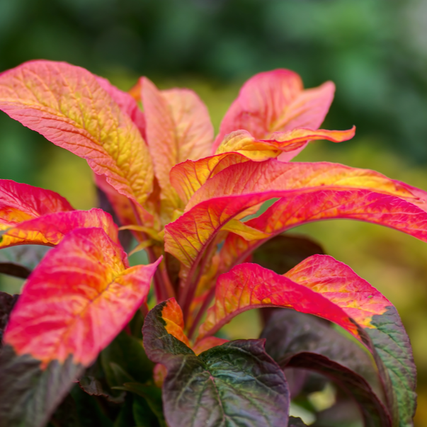 Amaranth - Tri Color Seeds | Vibrant Ornamental & Edible Garden Plant