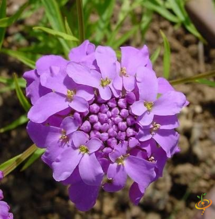 Wildflower mix featuring pink and white blooms from SeedsNow, including Iberis umbellata, for vibrant garden planting
