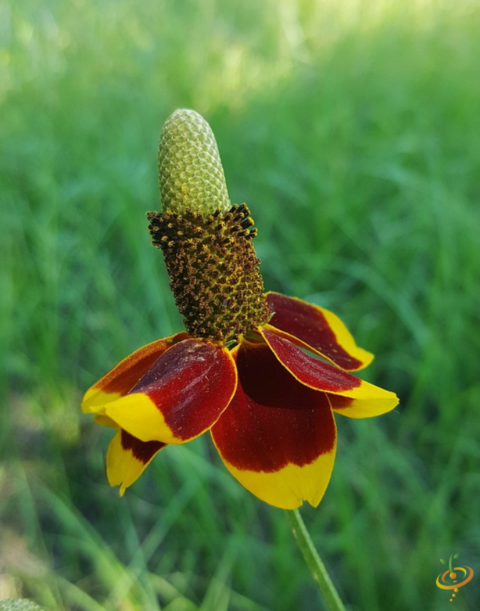 Mexican Hat wildflowers from SeedsNow scatter garden seed mix featuring vibrant perennial wildflower blooms.