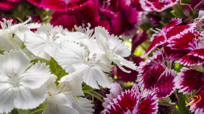 Wildflowers - Exotic Mountain Scatter Garden Seed Mix featuring colorful wildflower blooms and Sweet William flowers from SeedsNow.