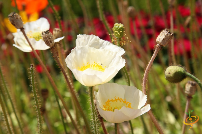 Wildflower mix featuring vibrant poppies from SeedsNow, showcasing colorful blooms in a garden seed packet.