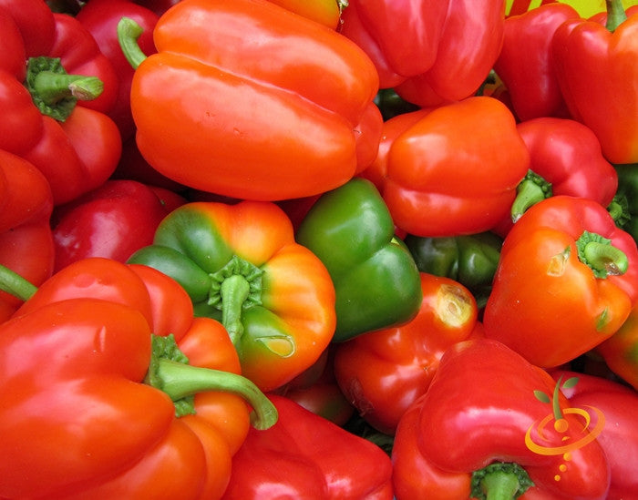 California Wonder peppers in various ripening stages from green to red