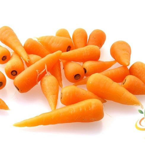 Shop for Orange Chantenay Carrot seeds to buy online in the USA. Easy to grow, 5 ½" long! Open-pollinated OP, USA-quality, Heirloom, NON-GMO organic seeds & more!