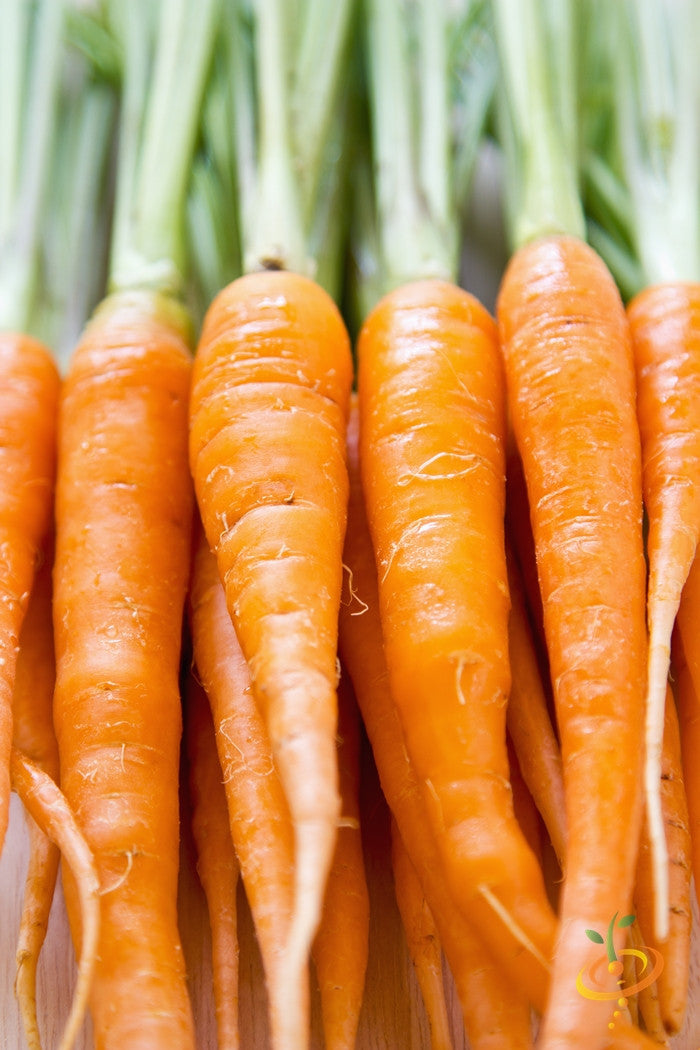 Close-up of Little Fingers carrot seed packet showing fresh carrot roots and vibrant green tops, ideal for home gardening.