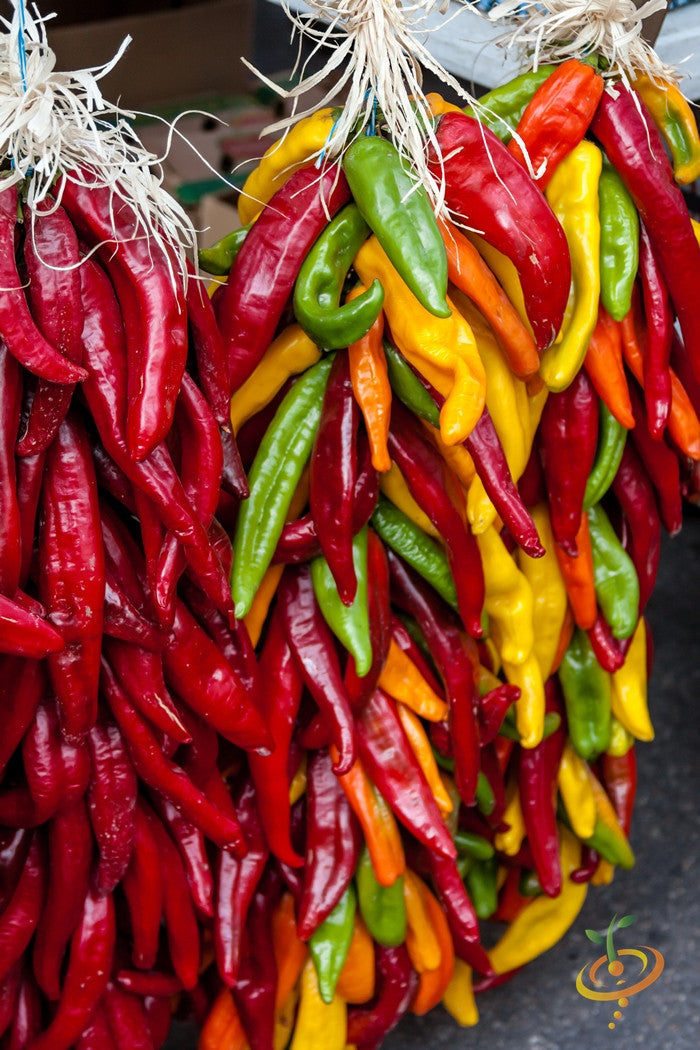 Colorful Santa Fe Grande peppers hanging in bunches showing various ripeness stages from green to red and yellow