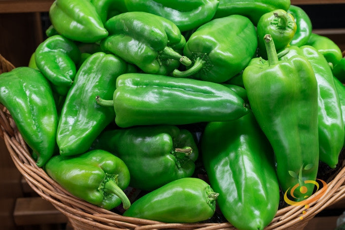 Basket of fresh green Ancho Grande hot peppers