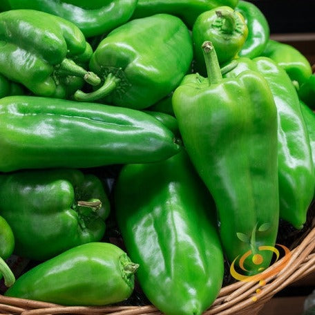 Basket of fresh green Ancho Grande hot peppers with smooth thick skin