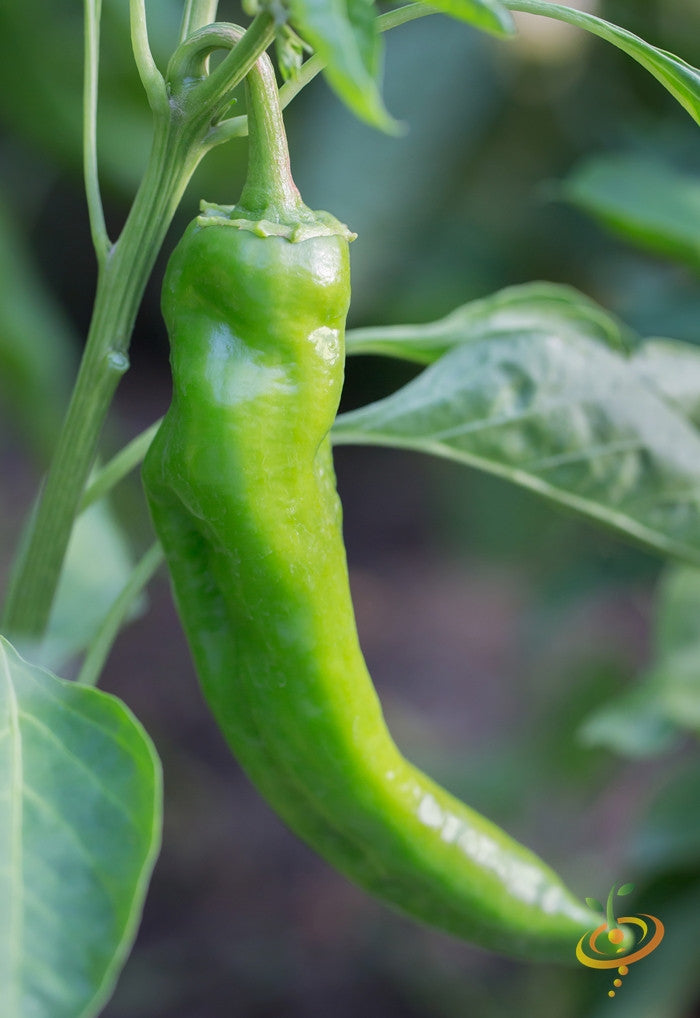 Green Anaheim chili pepper growing on plant ready for harvest with seeds