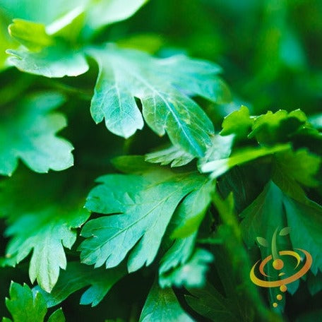 Dark Green Italian Giant Parsley herbs seeds for sale online in the USA. Lush, flat parsley leaves. Open-pollinated, USA-quality, heirloom NON-GMO organic seeds & more!