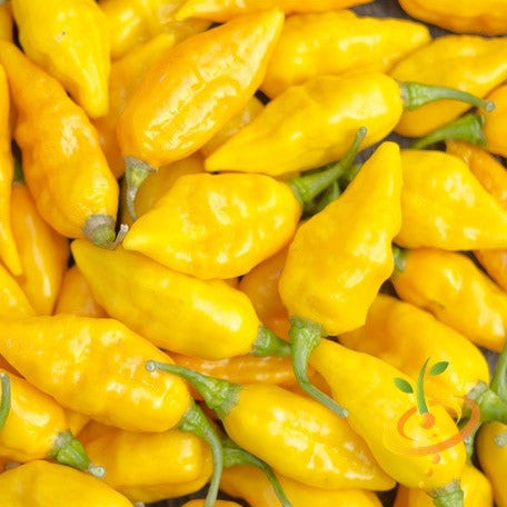 Yellow Devil's Tongue hot pepper seeds from SeedsNow, showing vibrant yellow peppers and seed packets on a white background.