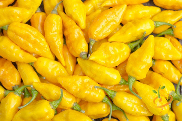 Yellow Devil's Tongue hot pepper seeds from SeedsNow, vibrant yellow peppers with fiery heat, ready for planting.