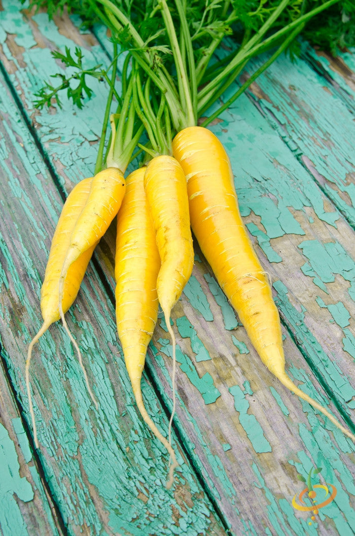 Yellow carrot seeds from SeedsNow, 8 inches long, with fresh green tops, ready for planting in a garden or farm.