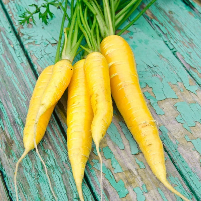 Shop for Yellow Amarillo Carrot seeds to buy online in the USA. Bright yellow, tender flesh. Open-pollinated OP, USA-quality, Heirloom, NON-GMO organic seeds & more!