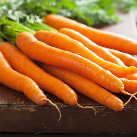 Order Kuroda Carrot seeds to buy online in the USA. Popular asian variety, orangish red. Open-pollinated OP, USA-quality, Heirloom, NON-GMO organic seeds & more!