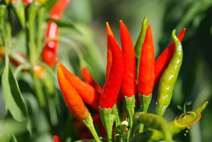 Close-up of Tabasco peppers ripening from green to red on plant with vibrant green leaves