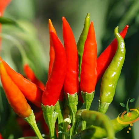Order fresh Hot Tabasco Pepper garden seeds online from the USA now!