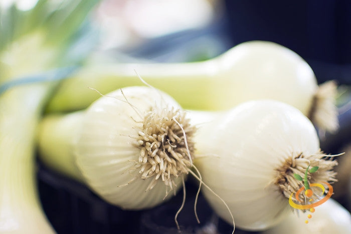 Close-up of fresh Spanish Sweet White Onions with roots and green stems in soft focus background