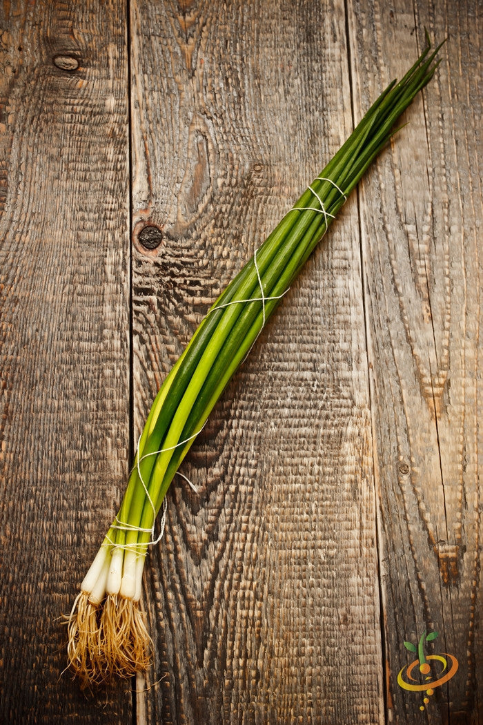 Bunch of fresh long slender Evergreen bunching onions with green stalks and white roots on wooden surface