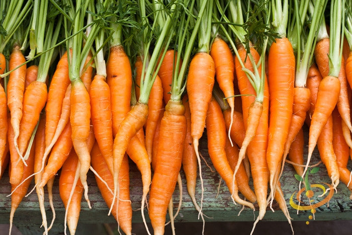 Fresh bright orange Autumn King carrots with green tops, 10 inches long, arranged in a row on rustic wooden surface
