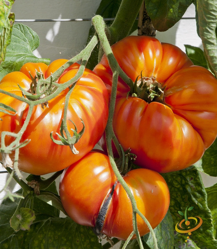 Ripe Ponderosa Red Beefsteak tomatoes on vine with green leaves