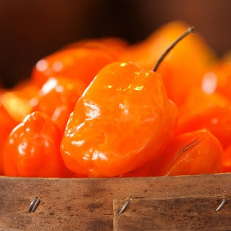 Close-up of bright orange hot habanero peppers in a wooden container