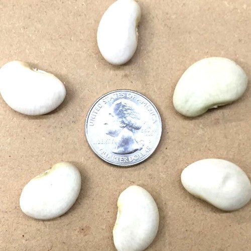 King of the Garden lima bean seeds arranged around a US quarter for size comparison