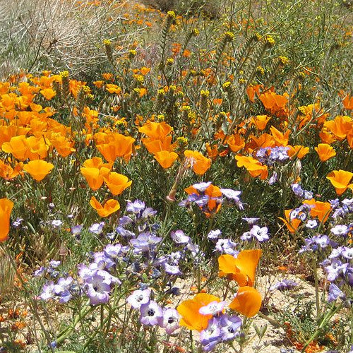 Buy Native California Wildflowers Scatter Garden Seed Mix online from USA. Includes 24 native wildflower varieties to enjoy a beautiful garden with native blooms.
