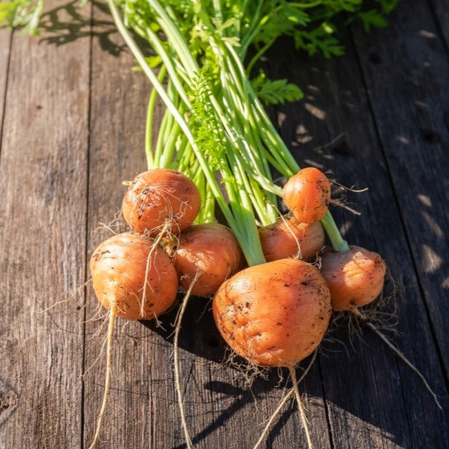 Fresh carrot seeds from SeedsNow, 2-inch round Carrot - Paris Market variety, ideal for planting and growing nutritious carrots.