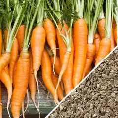 Fresh bright orange Autumn King carrots with green tops alongside carrot seeds on a rustic background