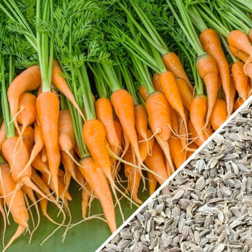 Close-up of Little Fingers carrot seeds from SeedsNow, small 4-inch long carrot seed packets for planting.