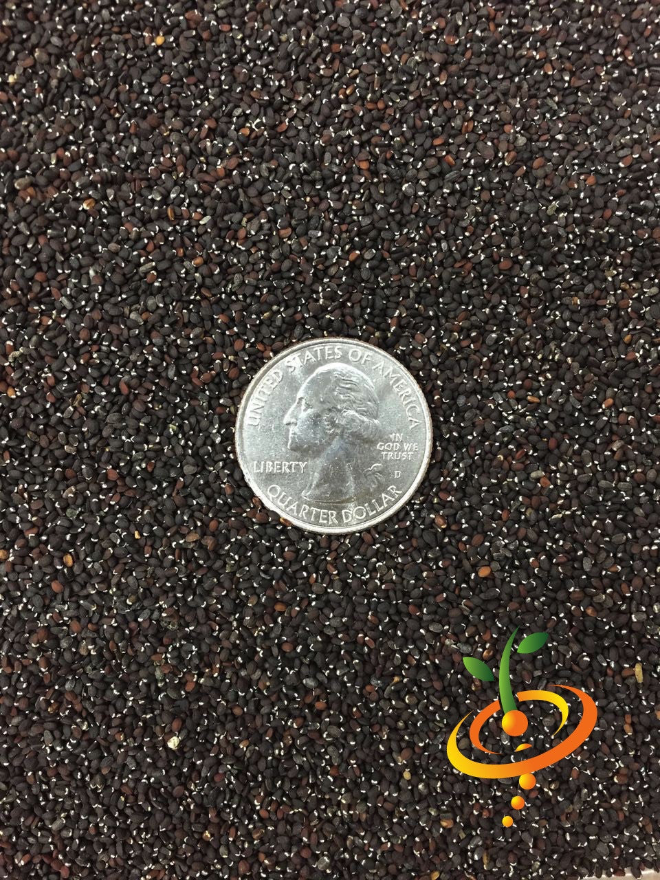 Close-up of catmint seeds from SeedsNow, showing small, brown seed grains ideal for planting catmint in gardens.