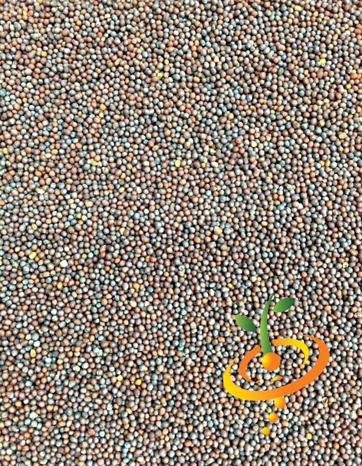 Mustard - Giant Red.