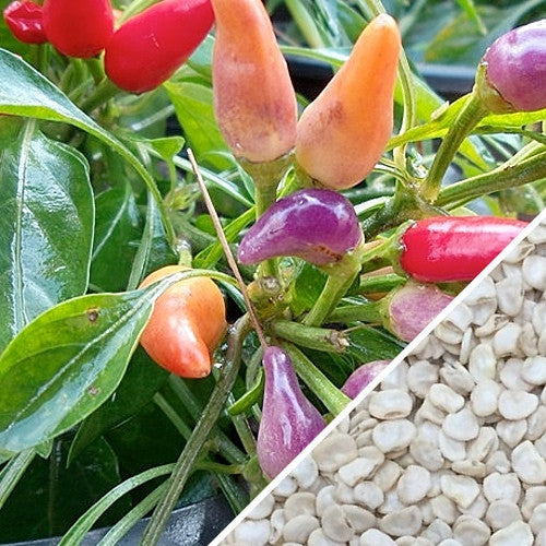 NuMex Twilight hot pepper seeds from SeedsNow, showing vibrant green pepper pods with fiery red tips and textured seeds.