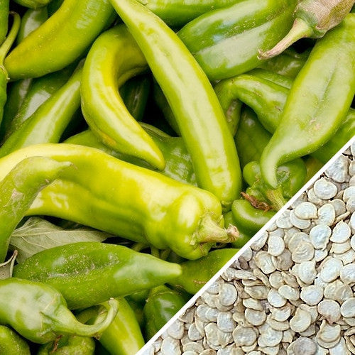 Fresh green Anaheim chili peppers alongside a close-up of Anaheim chili seeds