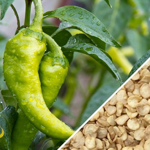 Big Jim Pepper green peppers growing on plant with close-up of seeds