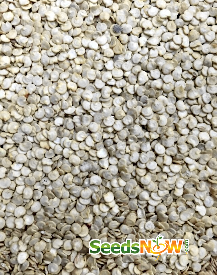 Close-up of Fresno Chili seeds, a hot pepper variety, showing small, reddish seeds on a white background.