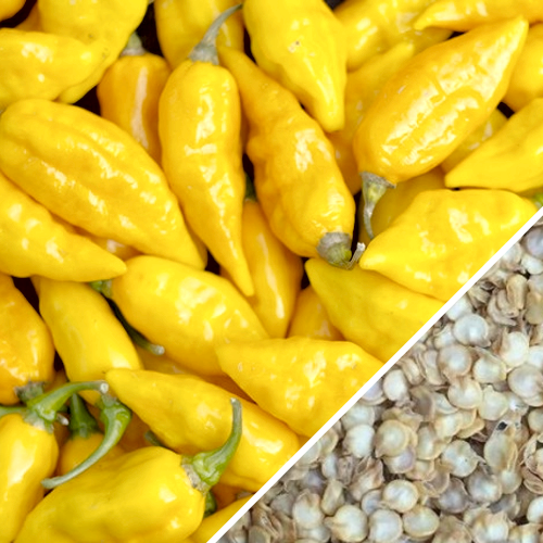 Yellow Devil's Tongue hot pepper seeds from SeedsNow, shown in small yellow pepper seed images with vibrant color.
