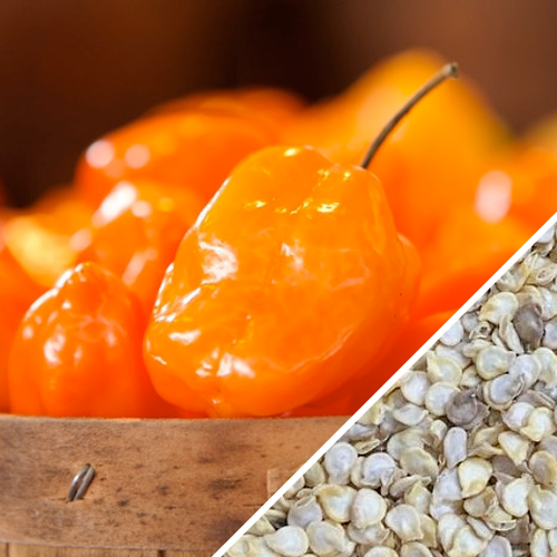 Orange habanero hot peppers with close-up of habanero seeds