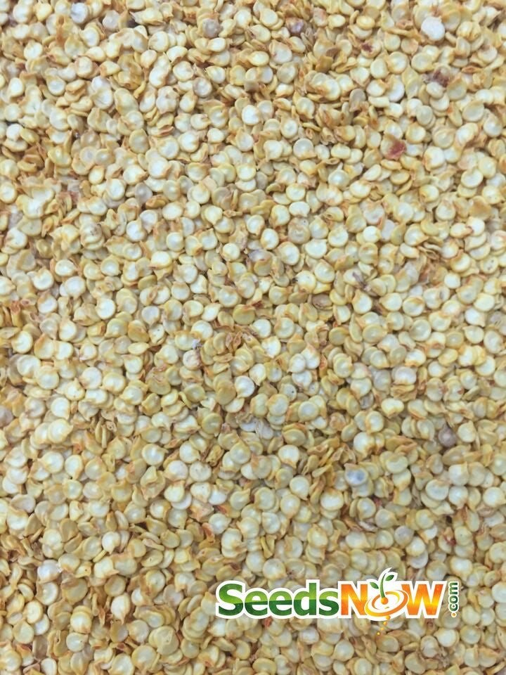 Close-up of Red Caribbean Habanero hot pepper seeds for planting