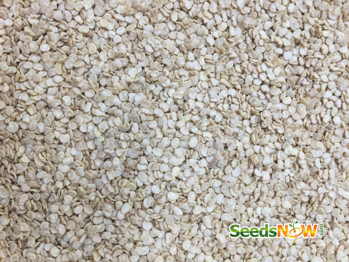 Close-up of NuMex Twilight hot pepper seeds from SeedsNow, showing small, vibrant seed clusters for planting.