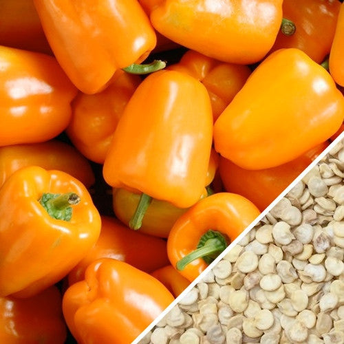 Sweet Orange King pepper seeds from SeedsNow, showing vibrant orange peppers and healthy seed packets for gardening.