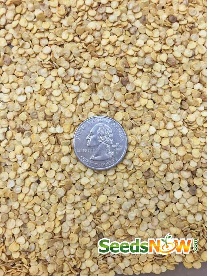 Sweet Orange King pepper seeds from SeedsNow, showcasing vibrant orange pepper seed packets on a white background.
