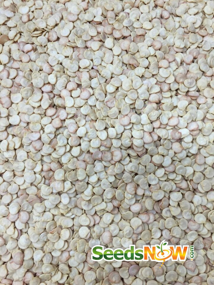 Hot Poblano pepper seeds from SeedsNow, showing vibrant green pepper seeds in a close-up shot.