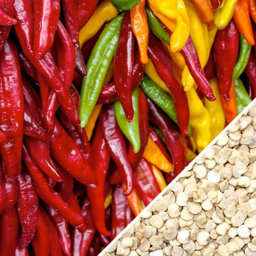 Colorful Santa Fe Grande peppers in red, yellow, orange, and green with seeds displayed in the corner