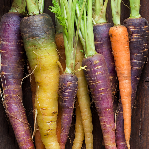 Shop for Rainbow Carrot Seed Mix Blend to online in the USA. Mix of different colored 7" heirloom carrots. Open-pollinated USA-quality, NON-GMO organic seeds & more!
