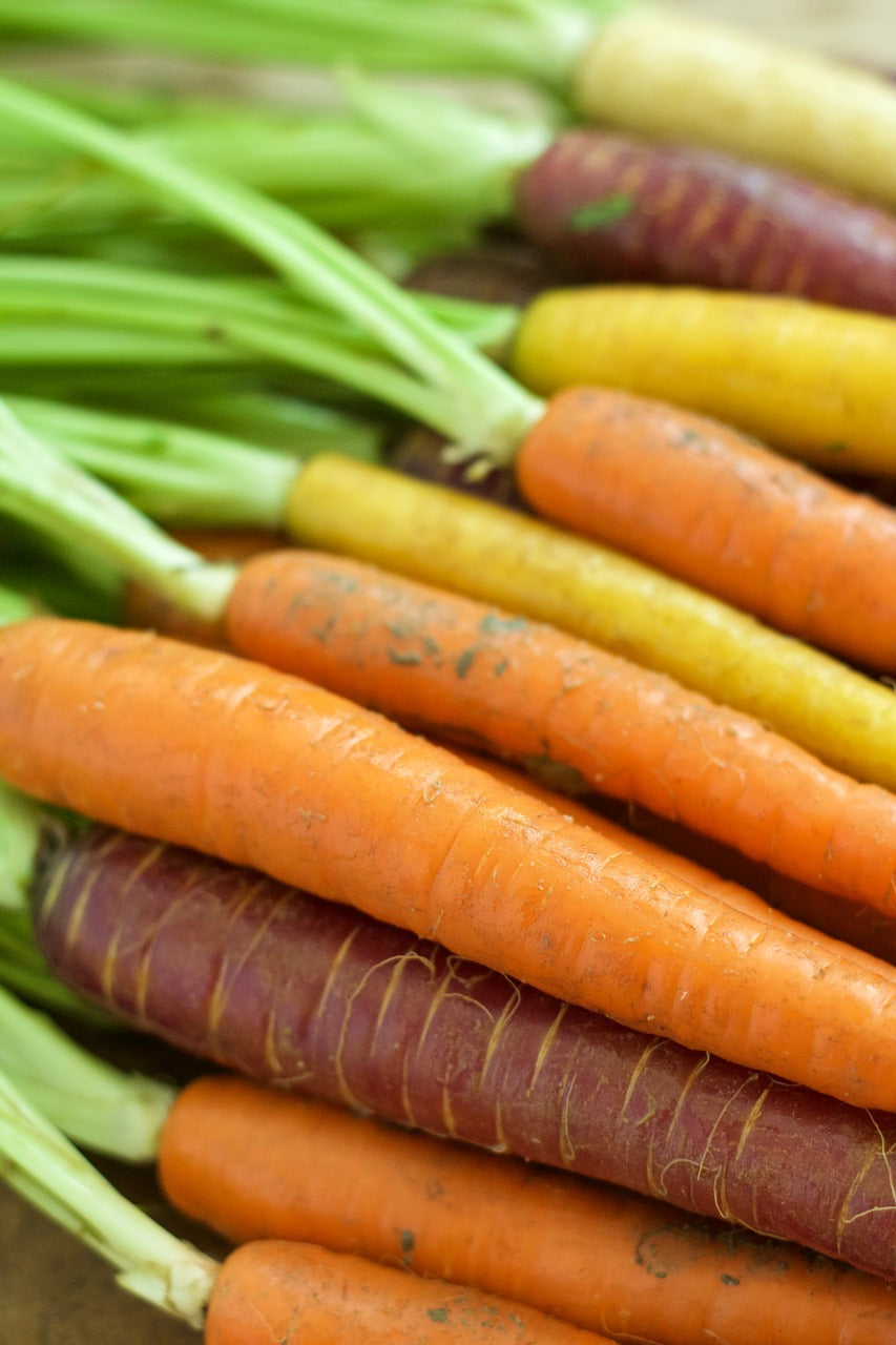 Colorful Heritage Rainbow Blend carrot seeds from SeedsNow, showing vibrant heirloom carrot varieties on a garden surface.